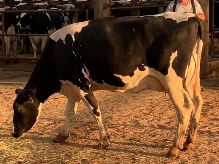 Fresh 3-1 Mkg 92# 4.6 3.6 SCC-23K 1st Lact Due 4-11 to 29H19287 | 4 3 3 3 3  11 Y | Block On Foot But OK