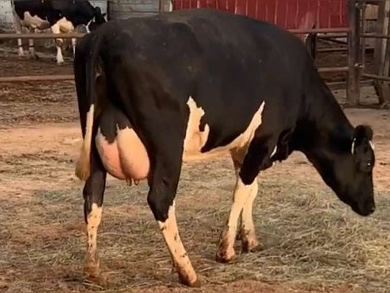 Fresh 6-1-21  Milk 70 3.3%F 2.8%P 13 SCC (K) Lact 1     305me 25590  Sire 29HO17944  Mgs 29HO16714 | 4 3 3 3 3 11  | 4 STAR Udder