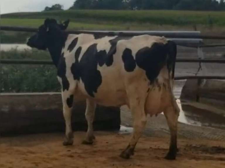 Fresh 10-24-20  Milk 74 5.4%F 3.8%P 22 SCC (K) Lact 2 Due 1-15 To 29HO19287 305me 28791  Sire 29HO16714  Mgs 29HO14311 | 3 3 4 3 3 13 Y | Reverse Tilt
