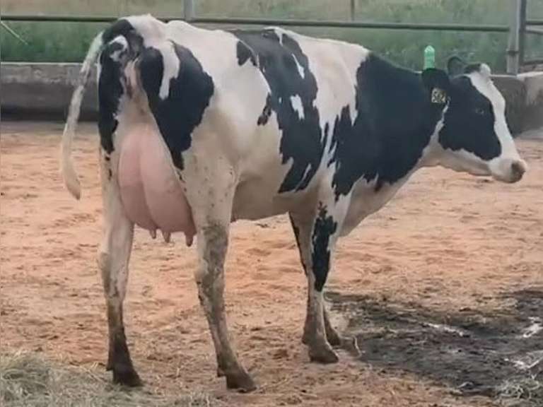 8 Fresh 1st Lact | Group Avg 75# Milk 80K SCC | Fresh 7-9 to 8-22-21| Top Heifer 88# | 512 522 558 559 560 562 563 567