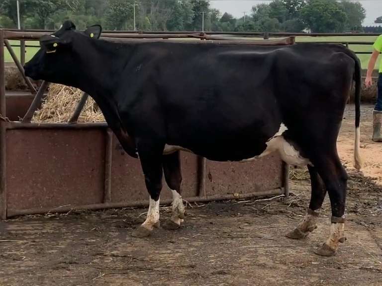7 Dry & Dry Treated | Coming 2nd Calf | Due in October | 305me Avg 31945# | 389 406 407 408 420 430 435