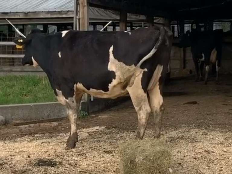 Dry & Dry Treated Due 10-14  Coming 2nd Calf | 4 3 3 4 2 |