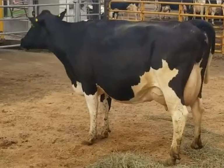 Fresh 12-27-20  Milk 76 3.7%F 3%P 132 SCC (K) Lact 2 Due 2-2 To 29HO17947 305me 32012  Sire 29HO16593  Mgs 529HO13383 | 4 3 3 3 3 13 Y | 4 STAR Udder