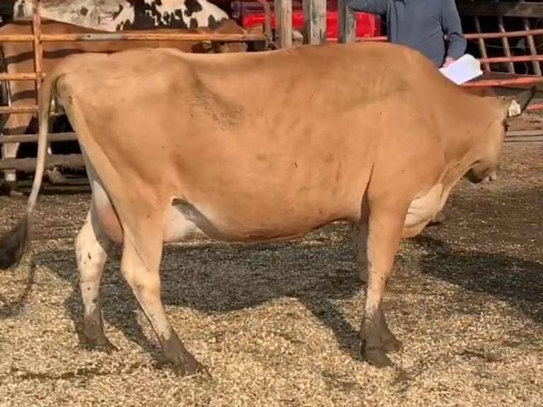 Dry & Dry Treated Due 9-20  Coming 2nd Calf | 3 3 3 3 2 | 3 Quartered LR