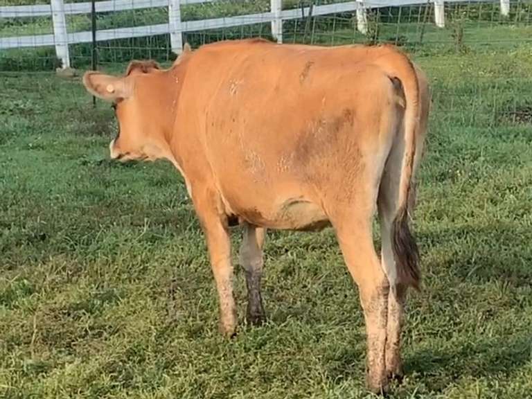 Bred Heifer  Bred 6-24