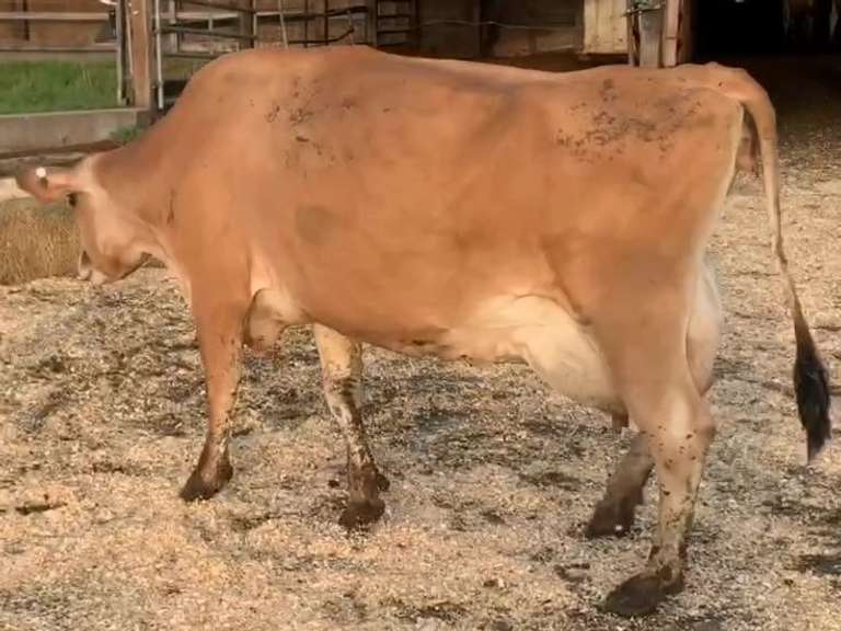 Fresh 11-13 Mkg 50# 4.9 3.7 SCC-71K 3rd Lact Bred 8-20 | 3 3 3 3 2 9|