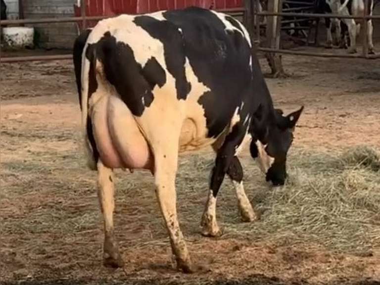 3 Preg 1st Lact Due in April | Group Avg 96# Milk 71K SCC | Top Heifer 120# !! | 489 514 528