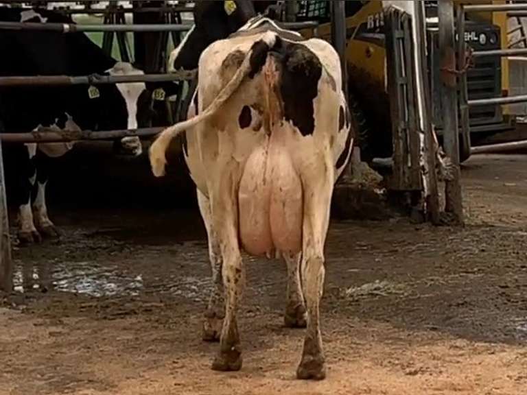 2 Preg 4th Lact | Group Avg 84# Milk 63K SCC | Due in Decmber | Top Cow 120# | 1652 1886