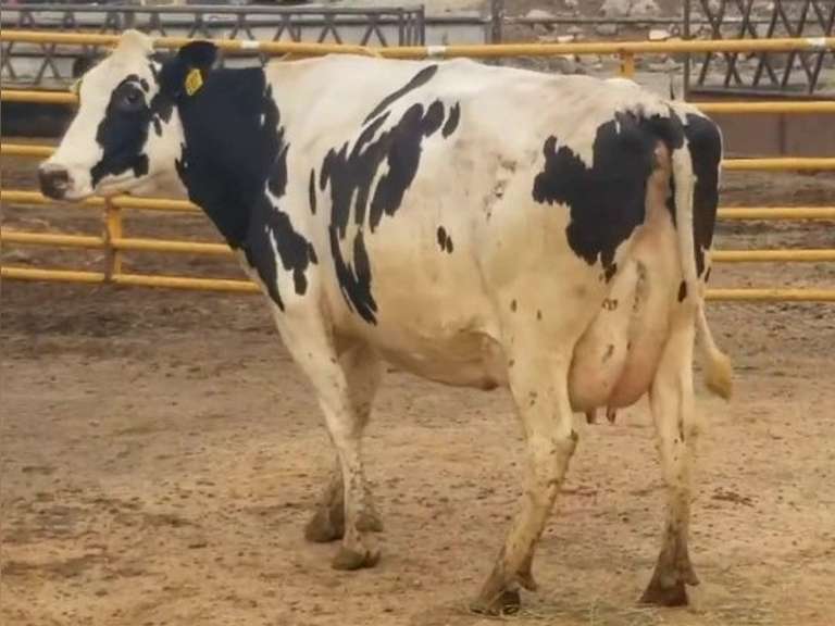 Fresh 7-18-20  Milk 74 4.2%F 3.4%P 123 SCC (K) Lact 2 Due 1-15 To 29HO19229 305me 31718  Sire 29HO16017  Mgs 20HO14080 | 3 3 3 3 4 14  | Light Left Rear