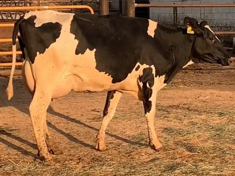 Fresh 2-24-21  Milk 90 3.8%F 2.9%P 13 SCC (K) Lact 1 Bred 9-25 To 29HO19426 305me 31997  Sire 29HO18108  Mgs 29HO16593 | 3 3 3 3 3 12  | Small Teats
