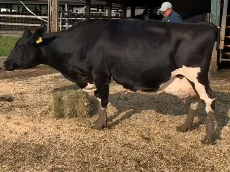 Dry & Dry Treated Due 10-13 Coming 5th Calf | 2 3 3 3 2 13 | 3 Quarterd LR