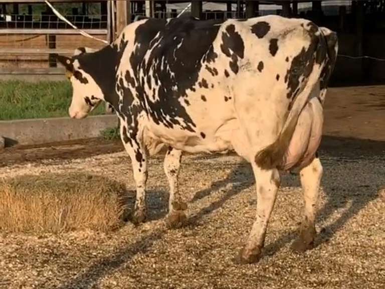 UPDATE: Preg Due 2-12 | Fresh 1-7 Mkg 74# 2.8 2.5 SCC-13K Bred 5-5 4th Lact | 3 3 4 4 2 14 Y |