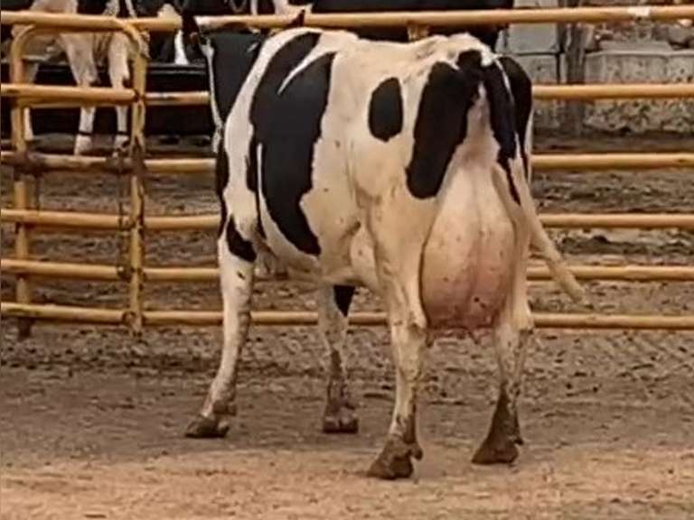 Fresh 8-11-21  Milk 126 4.6%F 2.9%P 23 SCC (K) Lact 3     305me 28183  Sire 29HO14427  Mgs 29HO10124 | 3 3 3 3 3 14 Y | Long  Teats