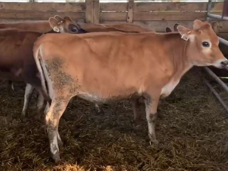 10 Jersey Open Heifers | Born 10-9-20 to 11-13-20 | 188  189  193  192  194  195  196  198  199  200