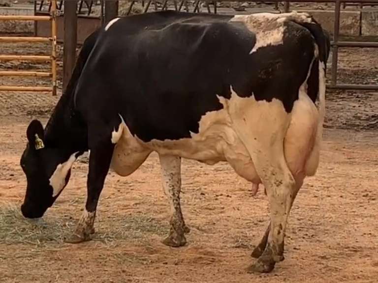 Fresh 7-28-21  Milk 144 3.4%F 3%P 57 SCC (K) Lact 3     305me 27585  Sire 29HO16714  Mgs 29HO14311 | 3 3 3 4 3 14 Y | Long  Teats