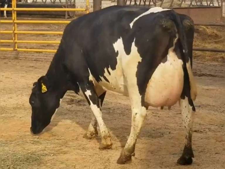 4 Fresh 2nd Lact | Group Avg 121# Milk 58K SCC | Fresh 7-2 to 8-2, 3 Serviced | Top Cow 146# !!! | #398 Bred 9-29 | 362 368 398 402