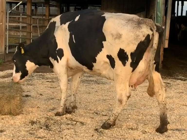 UPDATE Bred 9-4 250H15134 | Fresh 4-7 Mkg 68# 2.5 2.7 SCC-41K 2rd Lact | 4  4  4  2 3 15|