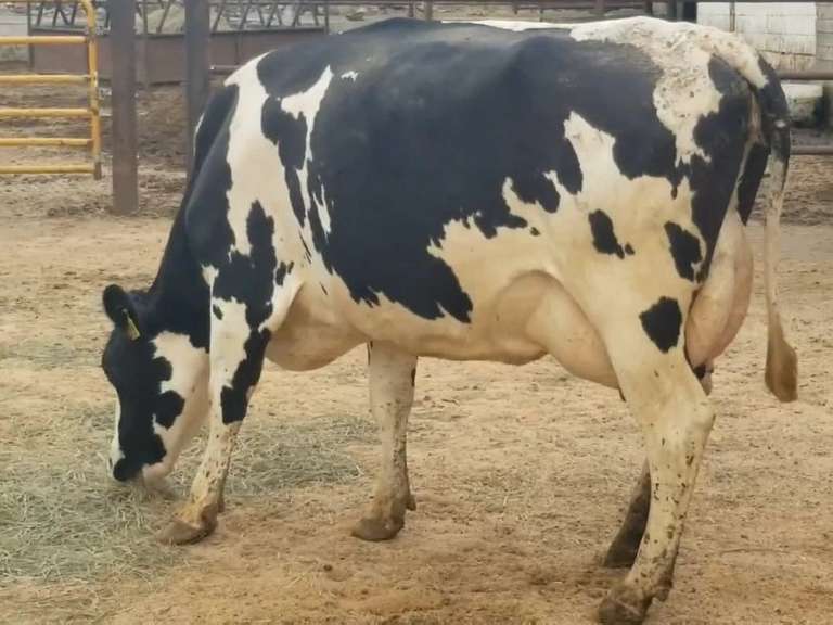 Fresh 5-3-21  Milk 100 3.8%F 3.3%P 66 SCC (K) Lact 2 Due 5-1 To INFOCUS 305me 27384  Sire 29HO14311  Mgs 29HO11423 | 4 3 3 3 4 13  | 4 Star Udder-Stub Hor, Rev Tilt