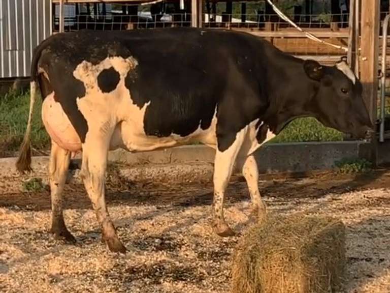 UPDATE Preg Due 4-21 | Fresh 4-23 Mkg 61# 3.4 2.6 SCC-27K Bred 7-14 1st Lact | 5 4 4 3 2 12 Y |