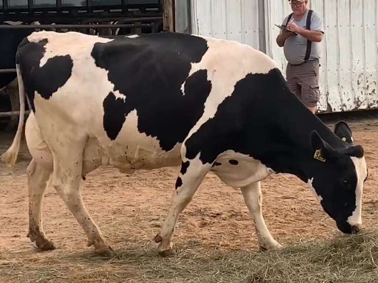 Dry & Dry Treated         Lact 1 Due 11-16 To 29HO19068 305me 32605  Sire 29HO17607  Mgs 29HO13846 | 3 3 3 3 3 12  | Small Teats