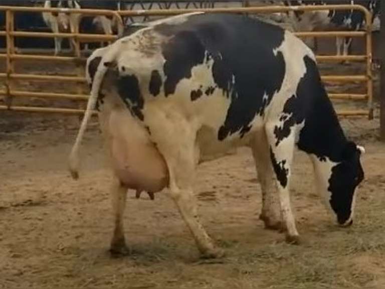 Fresh 5-19-21  Milk 92 4.4%F 2.8%P 54 SCC (K) Lact 4 Bred   29HO17947 305me 31248  Sire 529HO14567  Mgs 529HO13383 | 3 3 3 3 3 14  | Long  Teats, Walk