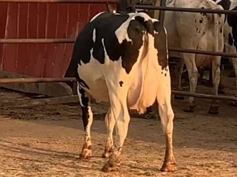 Fresh 1-8-21  Milk 98 4.2%F 3%P 566 SCC (K) Lact 2 Due 1-19 To 29HO19287 305me 26844  Sire 29HO16714  Mgs 29HO14828 | 4 3 4 3 3 12 Y | 4 Star Udder-Cloudy Right Eye