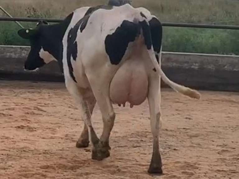 Dry & Dry Treated         Lact 1 Due 11-19 To 29HO19068 305me 33878  Sire 29HO16714  Mgs 29HO14615 | 3 3 3 3 3 13  | Small Teats