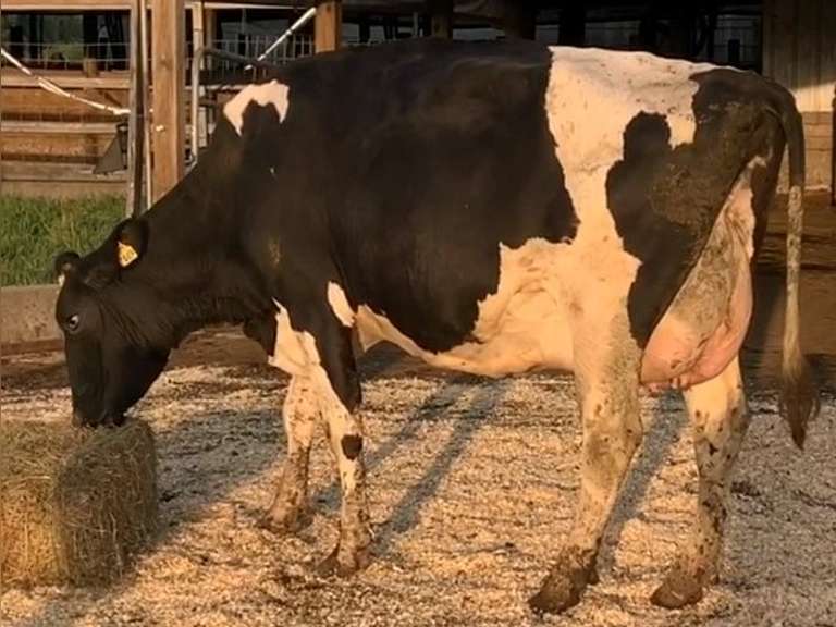Dry & Dry Treated Due 11-9  Coming 2nd Calf | 4 4 4 4 3 14 | 4 STAR