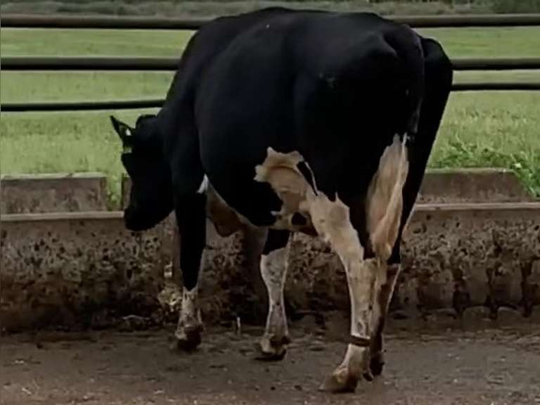 Dry & Dry Treated         Lact 2 Due 10-12 To 29HO18166 305me 41903  Sire 29HO16593  Mgs 529HO14567 | 2 3 3 3 3 14 Y |