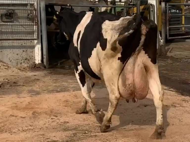 Fresh 7-20-21  Milk 114 4.8%F 2.7%P 66 SCC (K) Lact 5     305me 30562  Sire 29HO13363  Mgs 29HO13459 | 3 2 3 3 1 13 Y | Long  Teats