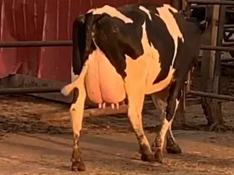 Fresh 8-11-21  Milk 106 3.7%F 2.8%P 13 SCC (K) Lact 2     305me 30528  Sire 29HO18306  Mgs 29HO8377 | 3 4 3 3 3 12 Y | Slight Long Teats