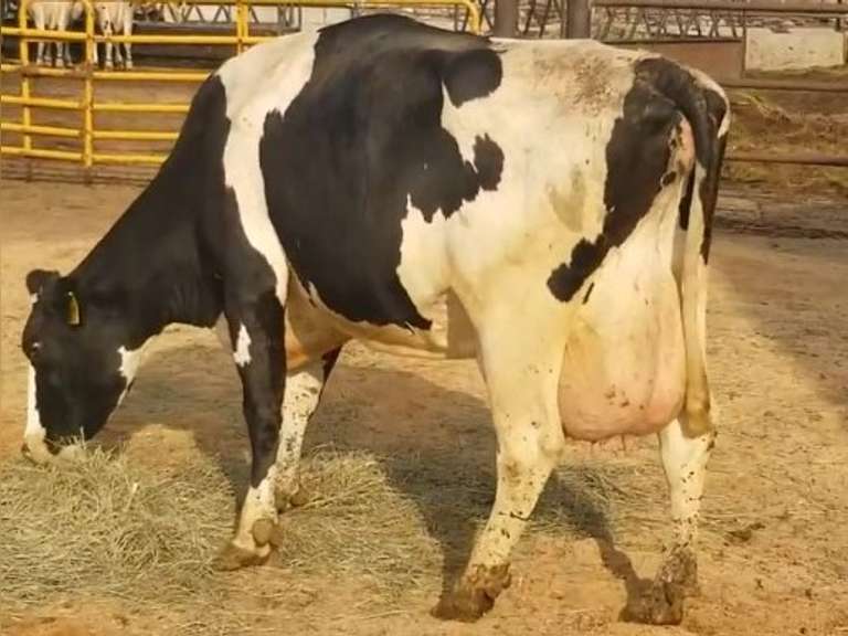 Fresh 7-23-21  Milk 160 3.1%F 2.9%P 303 SCC (K) Lact 4 Bred 9-16 To INFOCUS 305me 32140  Sire 29HO14311  Mgs 29HO11661 | 2 3 3 3 3 12  |