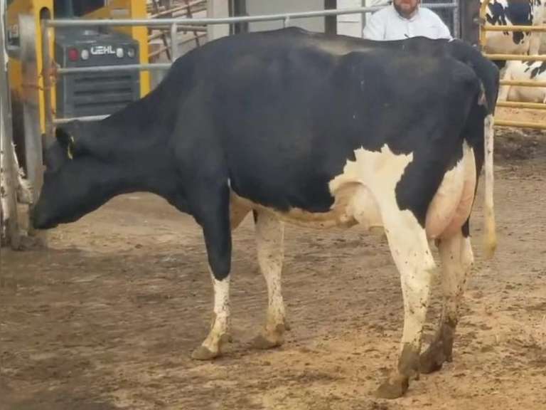 Fresh 12-24-20  Milk 80 3.9%F 3%P 162 SCC (K) Lact 2 Bred 9-21 To INFOCUS 305me 32779  Sire 29HO17516  Mgs 29HO13366 | 4 4 4 2 3 11  | 4 STAR Udder