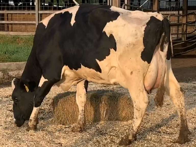 UPDATE Bred 9-2 14H7828 | Fresh 3-24 Mkg 68# 4.6 2.7 SCC-13K 2nd Lact  | 3 3 3 4 3 15|