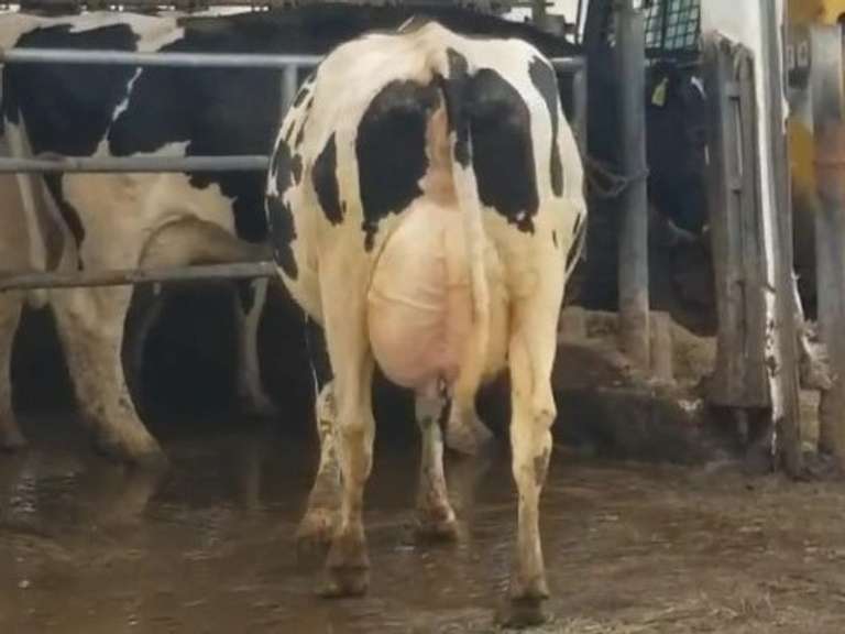 Fresh 12-3-20  Milk 84 4%F 3.3%P 66 SCC (K) Lact 3 Due 4-8 To INFOCUS 305me 33857  Sire 529HO14925  Mgs 29HO14450 | 4 3 4 3 2 12  | 4 STAR