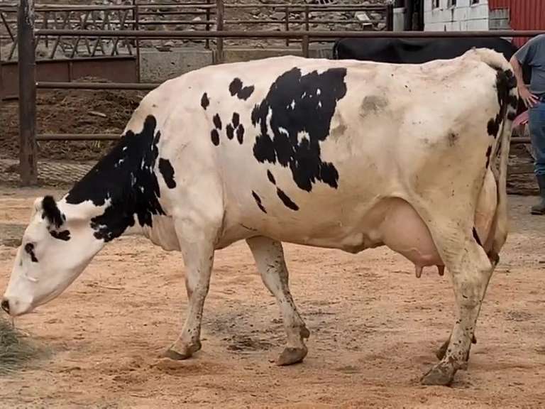 Fresh 12-31-20  Milk 104 2.8%F 3.3%P 66 SCC (K) Lact 3 Bred 9-10 To 29HO18508 305me 33030  Sire 29HO16017  Mgs 29HO13070 | 3 2 3 3 2 13 Y |