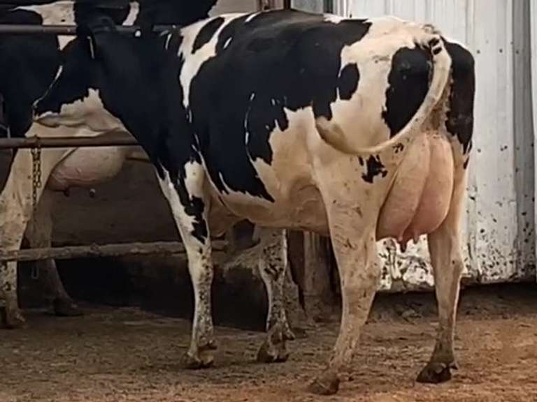 4 Dry & Dry Treated | Coming 2nd Calf | Due in November | 305me Avg 28565# | 392 397 426 432