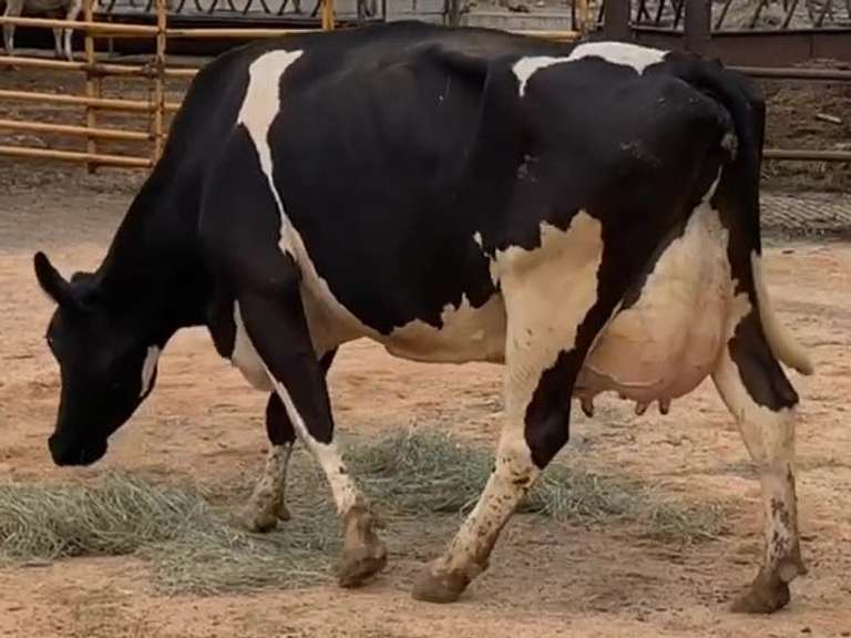 Fresh 5-22 Mkg 98# 3.3 3.1 SCC-33K 4th Lact Bred 8-22 | 4 3 3 3 3 | Block on Foot But OK