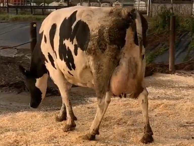 Dry & Dry Treated Due 11-7  Coming 5th Calf | 3 3 3 3 4 14 |