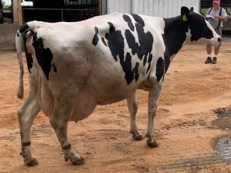 Fresh 9-18-21        Lact 6     305me 31602  Sire 29HO13363  Mgs 29HO10124 | 2 2 2 4 4 16  | Block on Foot-Limps