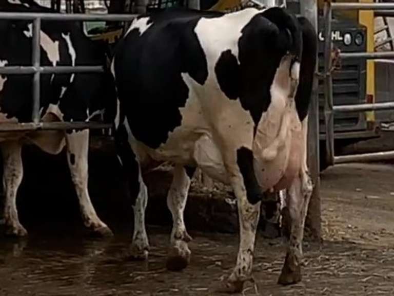 Fresh 9-3-21  Milk 84 4.7%F 3.4%P 35 SCC (K) Lact 3     305me 30785  Sire 29HO16532  Mgs 29HO13162 | 3 3 3 3 3 12  | Close Teats