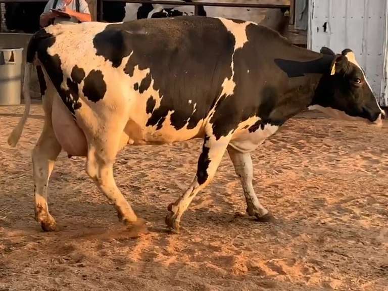 Fresh 7-29-21  Milk 72 4.3%F 3.1%P 187 SCC (K) Lact 2  Bred 9-28 29H18508   305me 24563  Sire 29HO17516  Mgs 29HO11614 | 3 3 4 3 3 13 N |