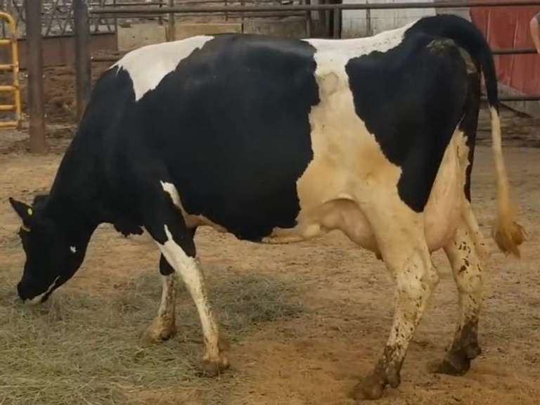 Fresh 8-12-20  Milk 50 4.8%F 3.7%P 325 SCC (K) Lact 3 Due 12-25 To 29HO19287 305me 29386  Sire 29HO14828  Mgs 529HO11993 | 3 3 3 3 4 14  |