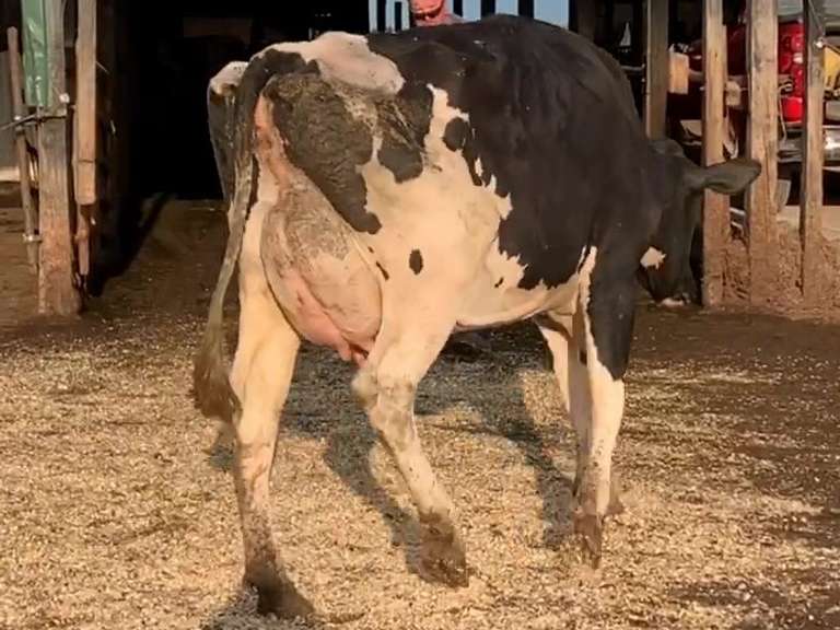UPDATE Bred 8-29 250H15134 | Fresh 6-5 Mkg 64# 3.2 2.6 SCC-54K 2nd Lact | 3 3 3 3 2 12 | NRF