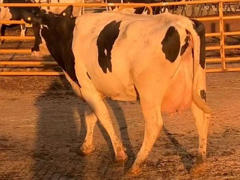 Fresh 8-17-21  Milk 84 4.7%F 3.3%P 18 SCC (K) Lact 2     305me 24019  Sire 29HO17607  Mgs 29HO14311 | 3 4 4 2 3 12 Y | Slight Wide Front Teats