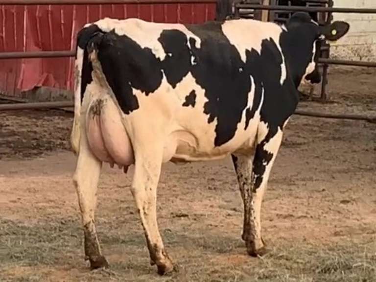 8 Serviced 1st Lact | Group Avg 94# Milk 70K SCC | Fresh in June | Top Heifer 128# !! | #552 Bred 9-29 | 521 533 538 539 542 549 551 552