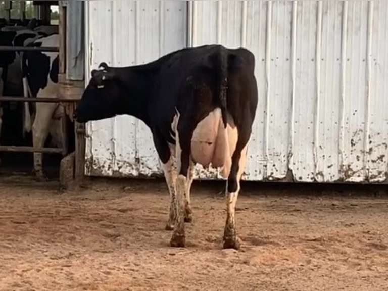 Fresh 5-21 Mkg 106# 3.5 2.9 SCC-47K Due 5-21 to 29H19426 | 5 3 4 3 3 N | 5 STAR