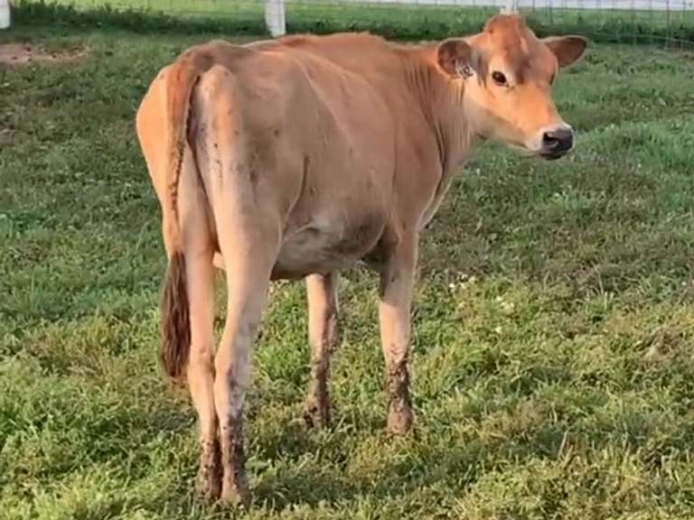 Open Heifer Born: 8-1-20 A2A2 S: Decade