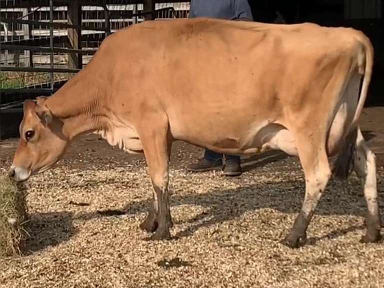 Dry & Dry Treated Due 9-15 Coming 2nd Calf | 4 4 4 4 2 10 | 4 STAR