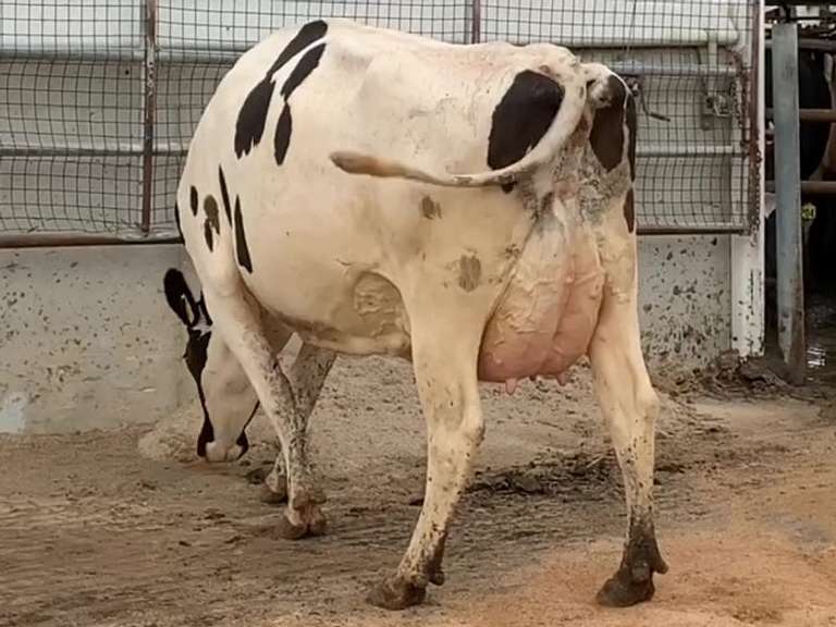 2 Preg 4th Lact | Group Avg 84# Milk 63K SCC | Due in Decmber | Top Cow 120# | 1652 1886
